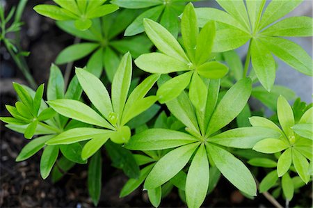 Woodruff growing in garden bed Foto de stock - Sin royalties Premium, Código: 659-03537528