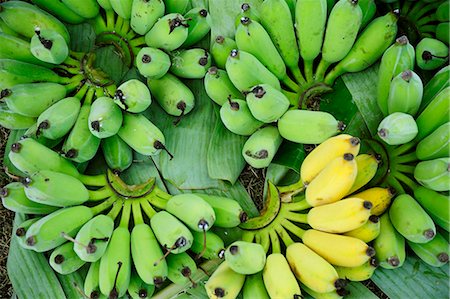 Freshly harvested green and yellow bananas (Thailand) Foto de stock - Sin royalties Premium, Código: 659-03537729