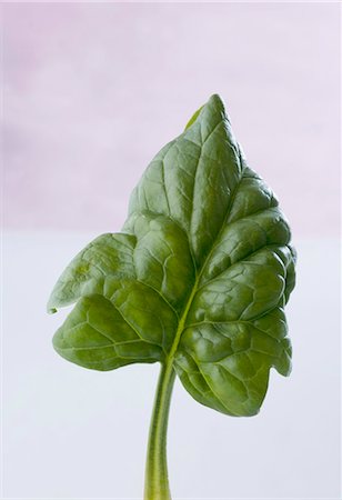 simsearch:659-03533695,k - A spinach leaf Fotografie stock - Premium Royalty-Free, Codice: 659-03537812