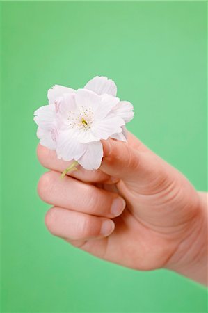 Main tenant une fleur blanche Photographie de stock - Premium Libres de Droits, Code: 659-03530182