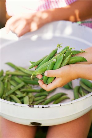 Child's hands putting freshly picked pea pods in bowl Foto de stock - Sin royalties Premium, Código: 659-03530444