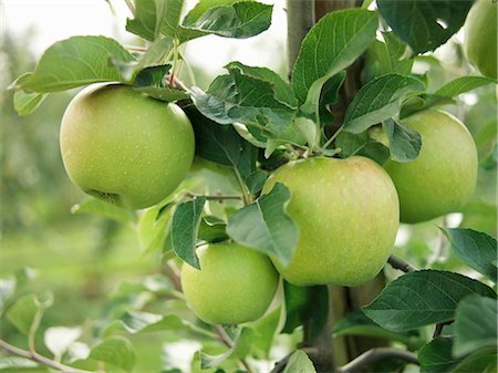 simsearch:659-06183650,k - Mutsu apples on the tree Stock Photo - Premium Royalty-Free, Code: 659-03530777