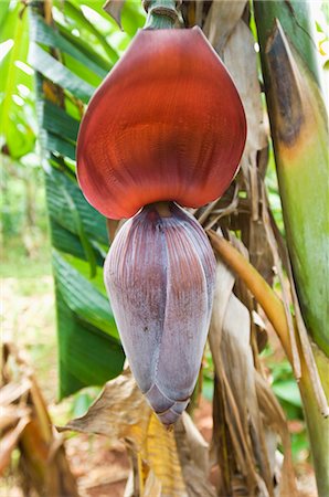 A banana flower Foto de stock - Sin royalties Premium, Código: 659-03531260