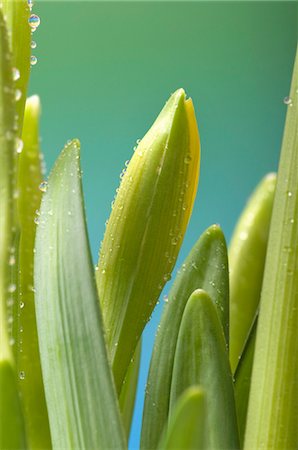 simsearch:659-03531323,k - Daffodil bud with dewdrops (close-up) Fotografie stock - Premium Royalty-Free, Codice: 659-03531325