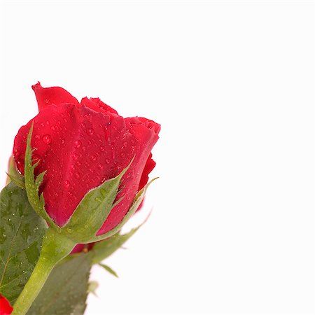 reddy - Red rose with dewdrops Stock Photo - Premium Royalty-Free, Code: 659-03531328