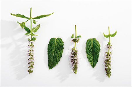 simsearch:659-06494390,k - Peppermint (leaves and flowers) Foto de stock - Sin royalties Premium, Código: 659-03531406
