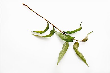 simsearch:659-07069307,k - Praew leaves (Vietnamese coriander) Foto de stock - Sin royalties Premium, Código: 659-03531497