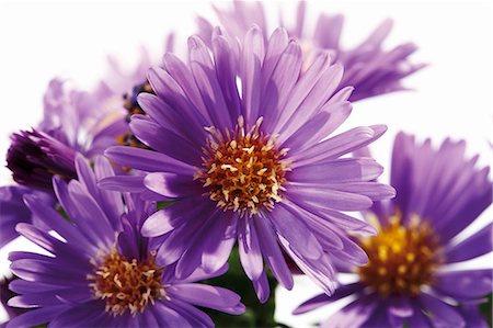 Michaelmas daisies (close-up) Stock Photo - Premium Royalty-Free, Code: 659-03531529