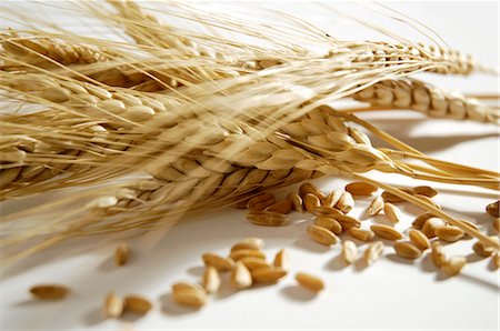 simsearch:659-03523473,k - Emmer (Triticum dicoccon, wheat variety) Stock Photo - Premium Royalty-Free, Code: 659-03531647