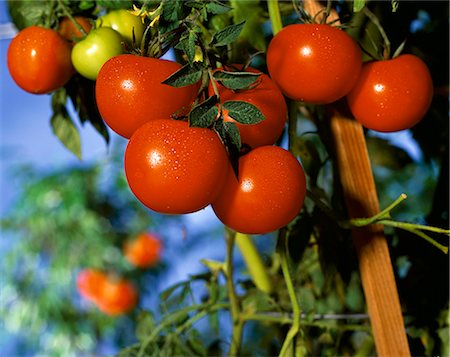 plant de tomate - Tomates rouges sur la vigne Photographie de stock - Premium Libres de Droits, Code: 659-03531754