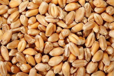 Grains of wheat (full-frame) Stock Photo - Premium Royalty-Free, Code: 659-03532034