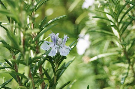 rosemary flower - Rosemary Stock Photo - Premium Royalty-Free, Code: 659-03532122