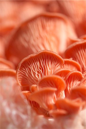 fungi - Organic Mushrooms; Close Up Foto de stock - Sin royalties Premium, Código: 659-03532180