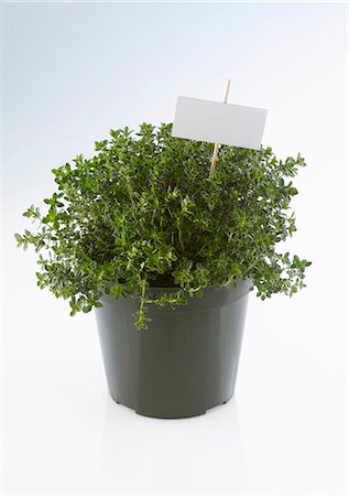 simsearch:659-03532404,k - Pot of thyme with label Stock Photo - Premium Royalty-Free, Code: 659-03532405