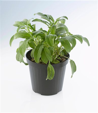 pot herb - Sage in a pot Stock Photo - Premium Royalty-Free, Code: 659-03532409