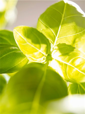 Basil (close-up) Foto de stock - Sin royalties Premium, Código: 659-03532414