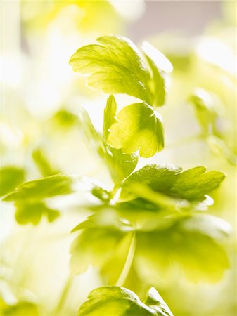 flat leaf parsley - Flat-leaf parsley (close-up) Stock Photo - Premium Royalty-Free, Code: 659-03532424