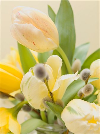 spring blur - Bouquet of yellow tulips and pussy willow Foto de stock - Sin royalties Premium, Código: 659-03532523