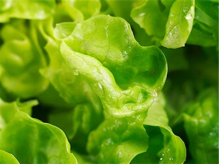 Fresh lettuce (close-up) Stock Photo - Premium Royalty-Free, Code: 659-03532593