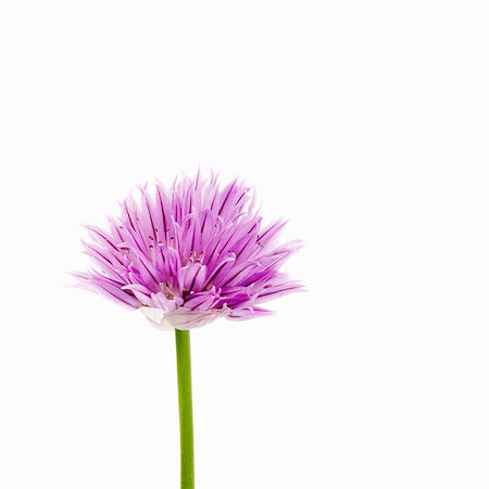 Chive flower Foto de stock - Sin royalties Premium, Código: 659-03532796