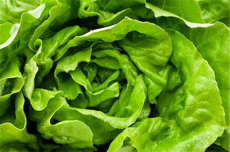 Fresh lettuce (overhead view) Stock Photo - Premium Royalty-Free, Code: 659-03532848