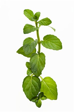 simsearch:659-06494421,k - A sprig of peppermint Stock Photo - Premium Royalty-Free, Code: 659-03532851