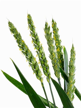 simsearch:659-07959276,k - Ears of wheat with stamens Foto de stock - Sin royalties Premium, Código: 659-03533256