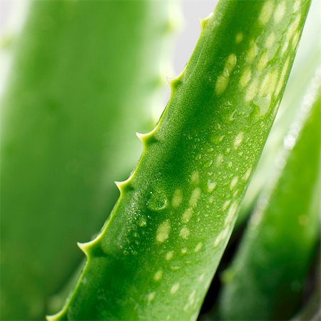 Aloe vera (close-up) Foto de stock - Sin royalties Premium, Código: 659-03533263