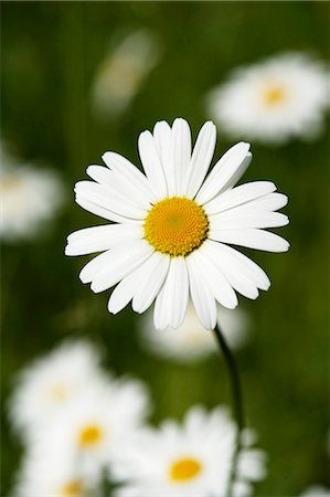 Marguerite in grass (close-up) Foto de stock - Sin royalties Premium, Código: 659-03533510