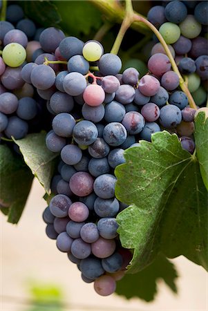 Alicante grapes on the vine Foto de stock - Sin royalties Premium, Código: 659-03533526