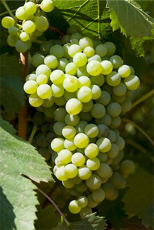 Antao Vaz grapes on the vine Stock Photo - Premium Royalty-Free, Code: 659-03533527