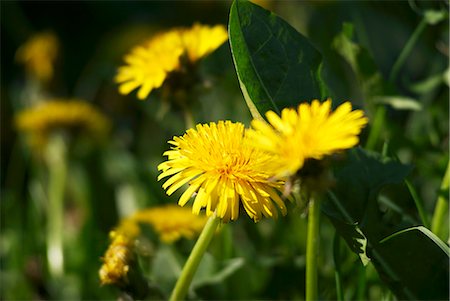 simsearch:659-01860990,k - Dandelion flowers Stock Photo - Premium Royalty-Free, Code: 659-03533556