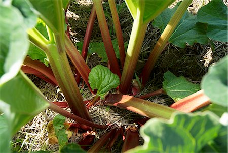 ruibarbo - Rhubarb in the field Foto de stock - Sin royalties Premium, Código: 659-03533557