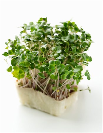 sprout still life - Radish sprouts and daikon cress Stock Photo - Premium Royalty-Free, Code: 659-03533697