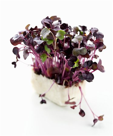 Sakura cress Foto de stock - Sin royalties Premium, Código: 659-03533704