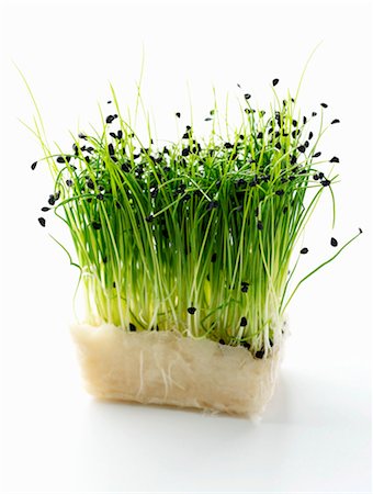 Chive sprouts Stock Photo - Premium Royalty-Free, Code: 659-03533703