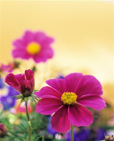 Cosmos Photographie de stock - Premium Libres de Droits, Code: 659-03533778