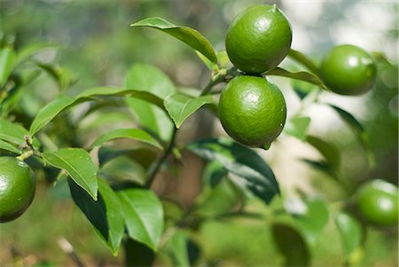 simsearch:659-06307589,k - Limes on the tree Stock Photo - Premium Royalty-Free, Code: 659-03533789