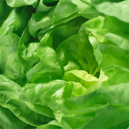 Lettuce (close-up) Stock Photo - Premium Royalty-Free, Code: 659-03533802