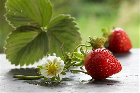 fresh flowers for water drops - Fresh strawberries with flower and leaf Foto de stock - Sin royalties Premium, Código: 659-03533803