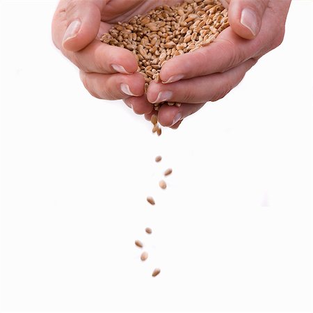 Grains of wheat trickling out of two hands Stock Photo - Premium Royalty-Free, Code: 659-03533846