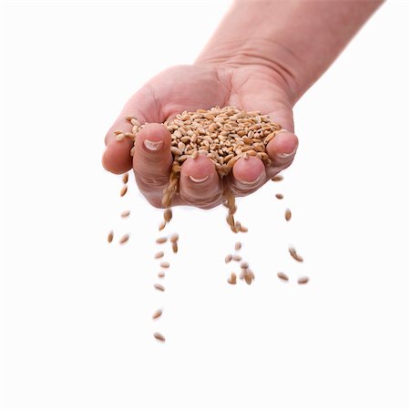 Grains of wheat trickling between the fingers of someone's hand Stock Photo - Premium Royalty-Free, Code: 659-03533847