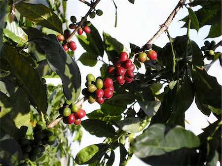 shrubs - Coffee cherries on the bush Stock Photo - Premium Royalty-Free, Code: 659-03533869