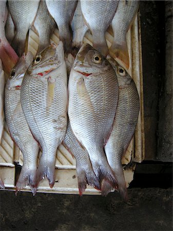 Sea bream Stock Photo - Premium Royalty-Free, Code: 659-03533870