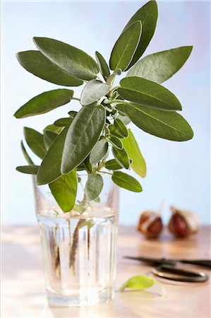 simsearch:659-06901233,k - Un brin de sauge dans un verre d'eau Photographie de stock - Premium Libres de Droits, Code: 659-03533958