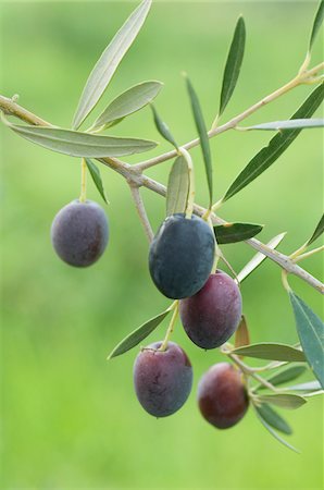 Olives sur l'arbre Photographie de stock - Premium Libres de Droits, Code: 652-05806737