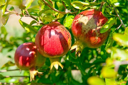 simsearch:652-05806735,k - Pomegranates on the tree Stock Photo - Premium Royalty-Free, Code: 652-05806730