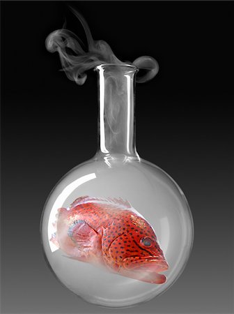 Fish in a glass chemical testing bottle Stock Photo - Premium Royalty-Free, Code: 652-05806823