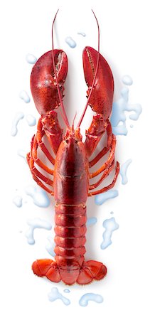 simsearch:652-06819261,k - Cooked lobster Foto de stock - Sin royalties Premium, Código: 652-05806991