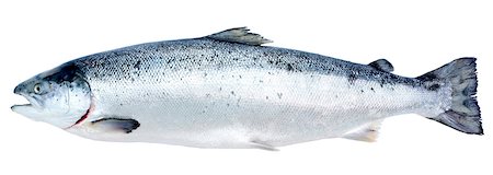 salmon - Whole raw salmon Stock Photo - Premium Royalty-Free, Code: 652-05807258